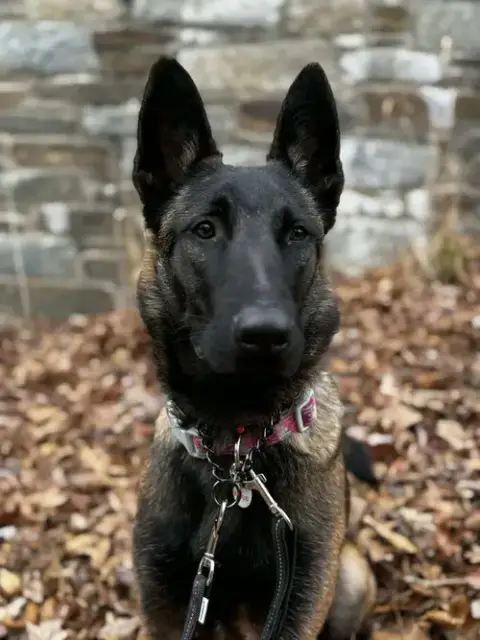 Nova