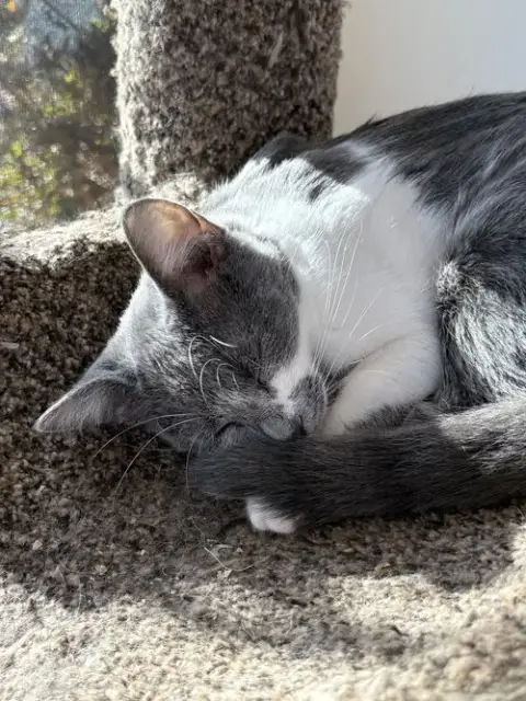 Gina