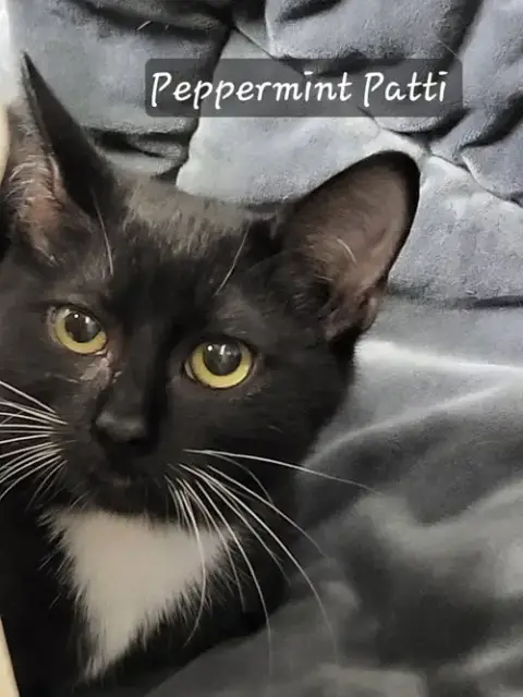 Peppermint Patti photo 4