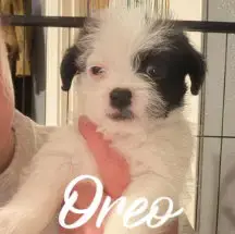 Oreo photo 2