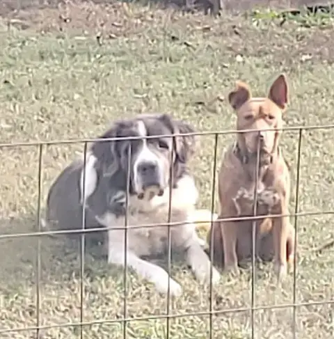 George And Piper photo 4
