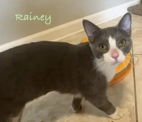 Rainey photo 4