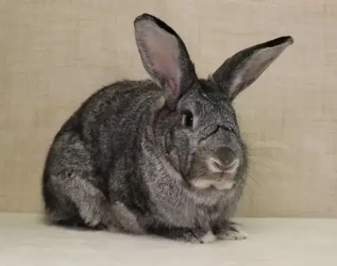 Phyllis photo 2