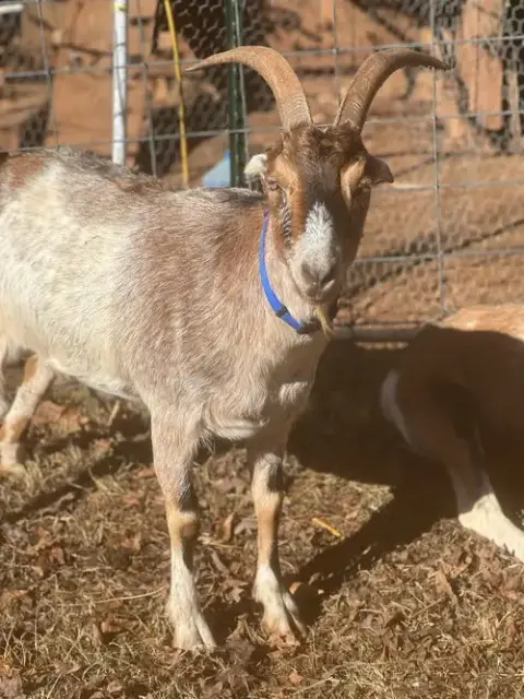 Graham & Leif: Not At The Shelter