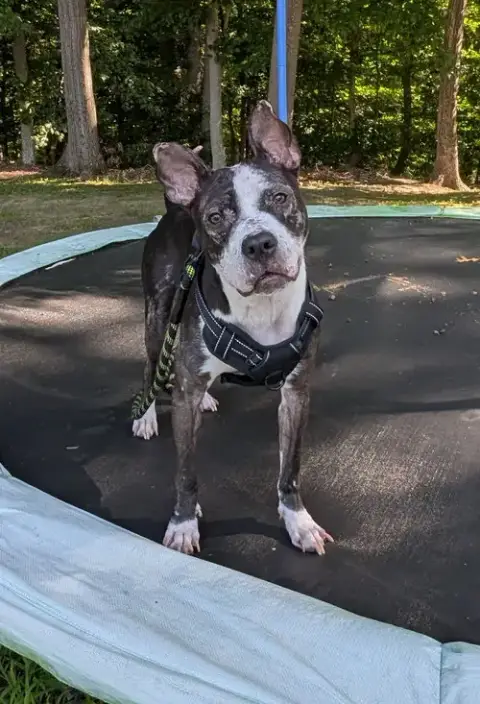 Jumpy Foster Home Needed