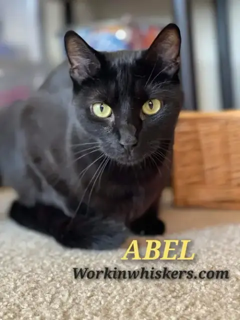Abel