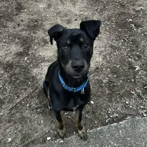 Rocky