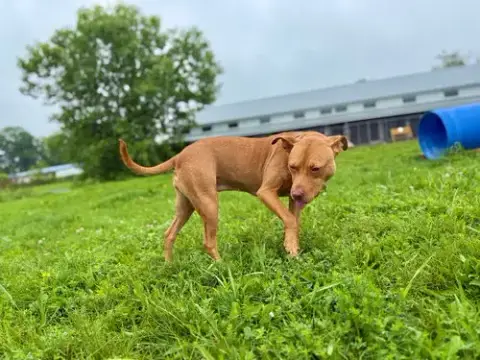 Penny photo 3