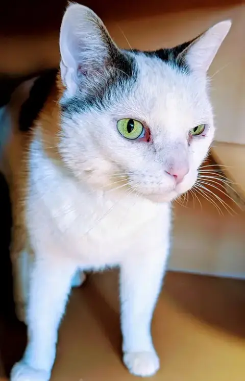 Jude photo 2