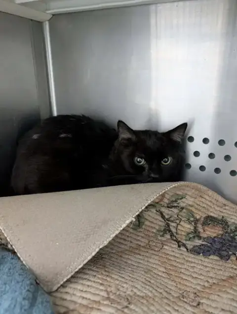 Fester:  Visit At Petsmart Lynchburg
