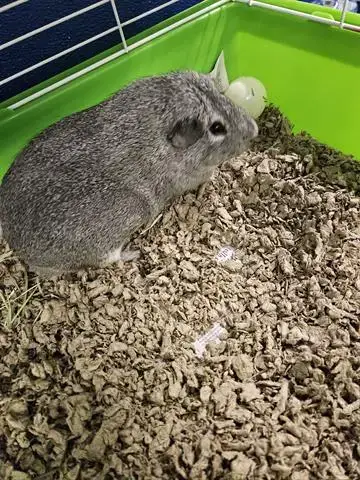 Henry