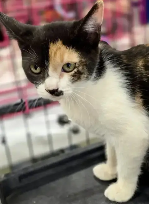 Nala