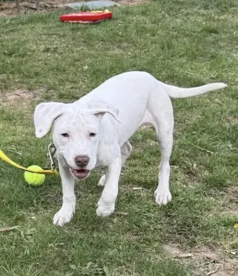 Elsie