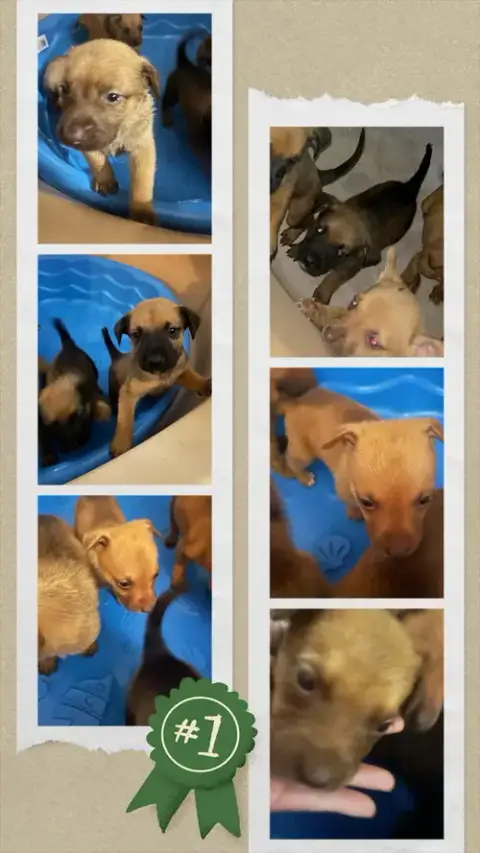 Penny'S Puppies Females Tn photo 3