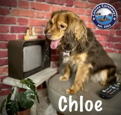Chloe photo 3