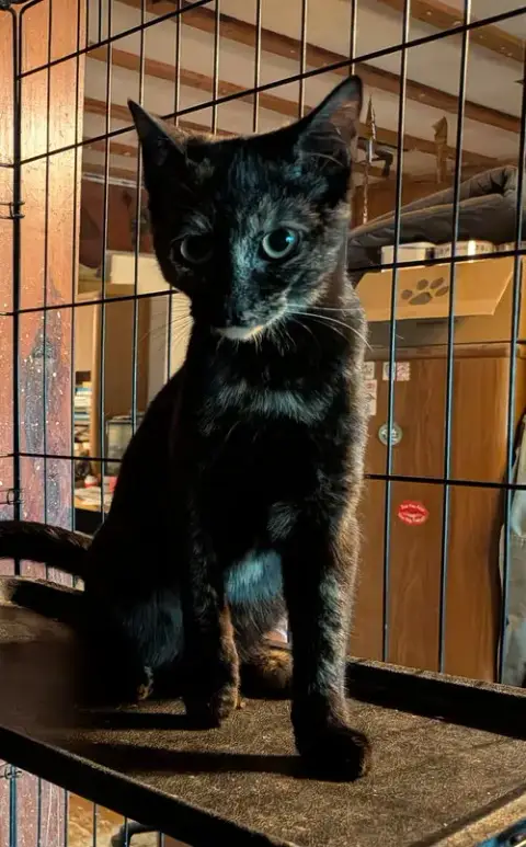 Tortie photo 2
