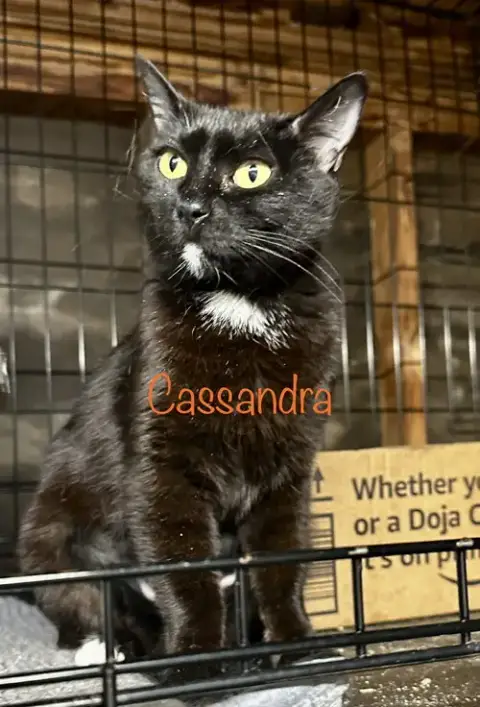 Cassandra photo 2