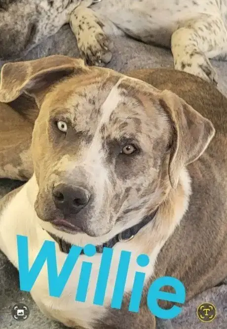 Willy