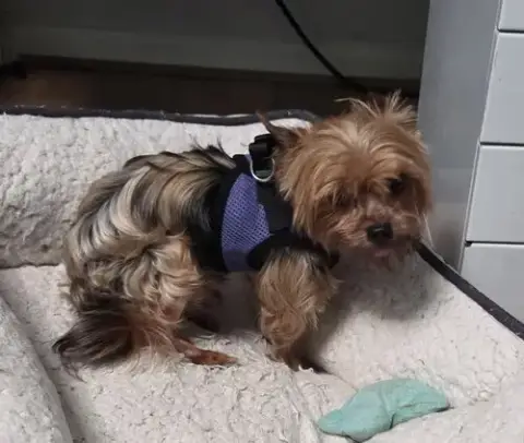 Petey(4) photo 3