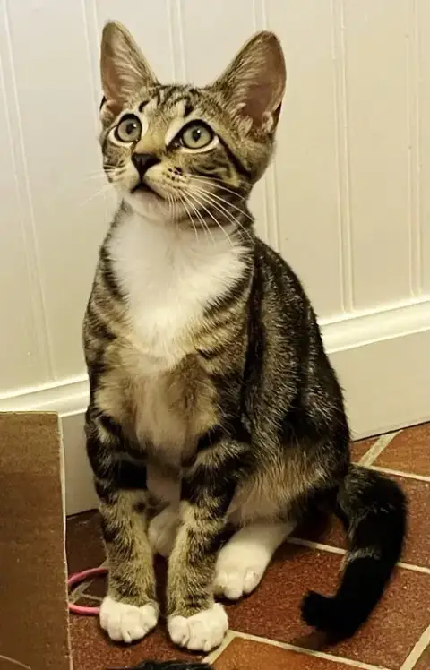 Kitten Bonkers photo 4