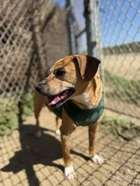 Rosie photo 4