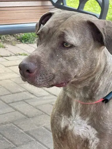 Zariah