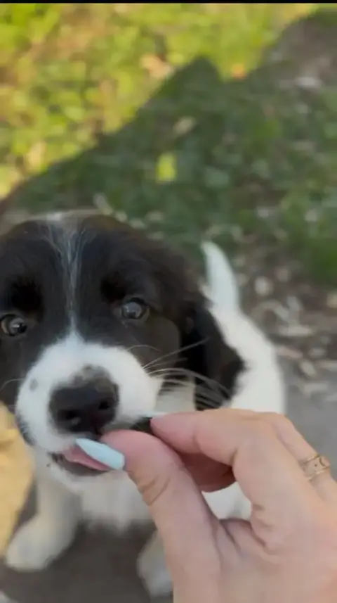 Ryder photo 2