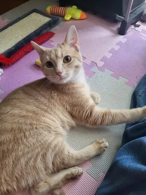 Foxie photo 2