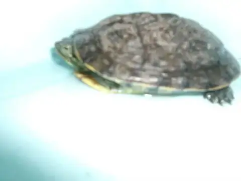 Donatello