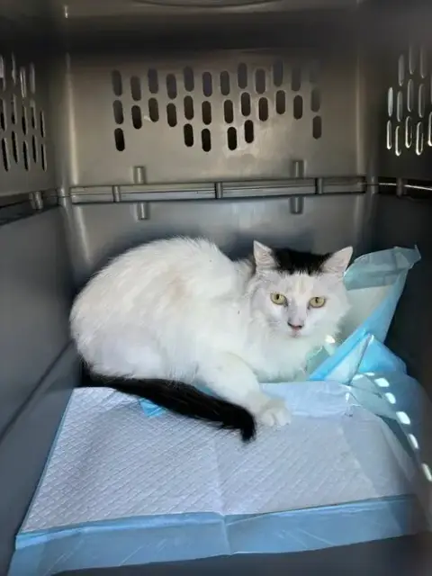 Adopter Clementine