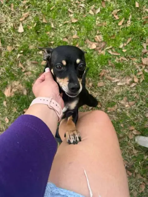 Daisy