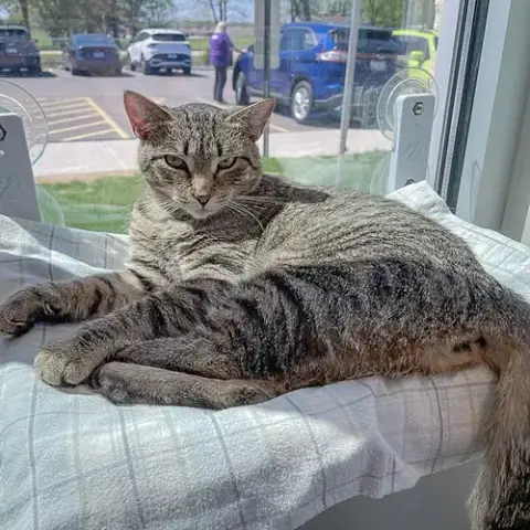 Cupcake photo 2