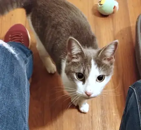 Lyra