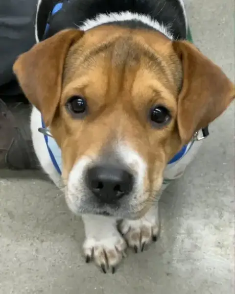 Honey *Adoption Pending*