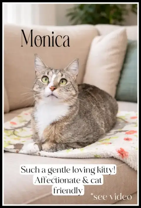 Monica photo 2