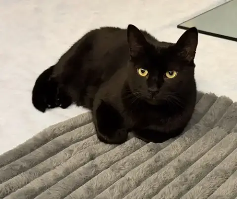 Duchess