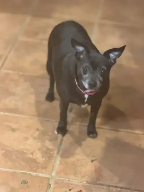 Ellie Christmas photo 2