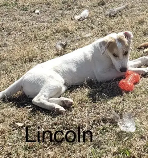 Lincoln photo 5