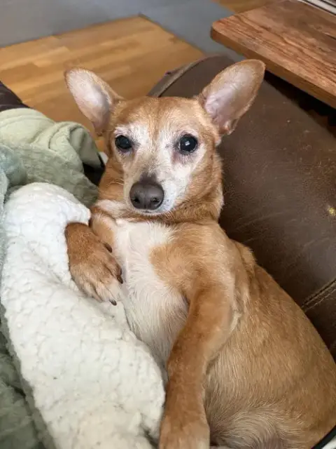 Senor Pickles photo 2