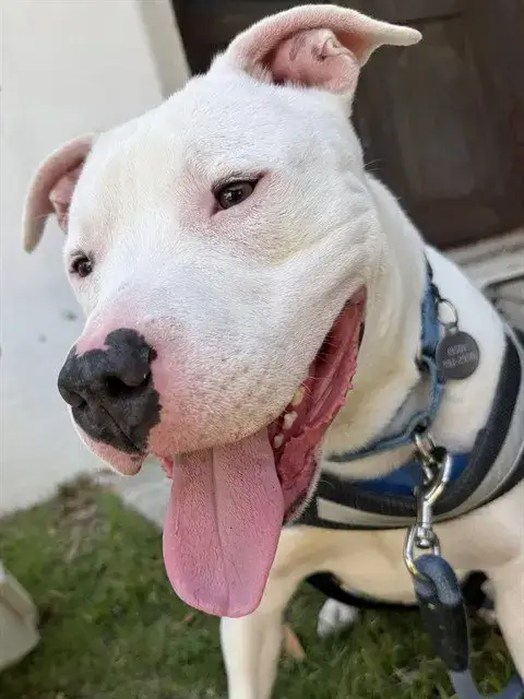 Tobias