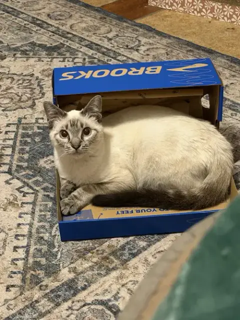 Meeps =^.^=