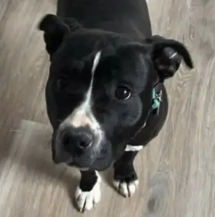 Penny photo 5