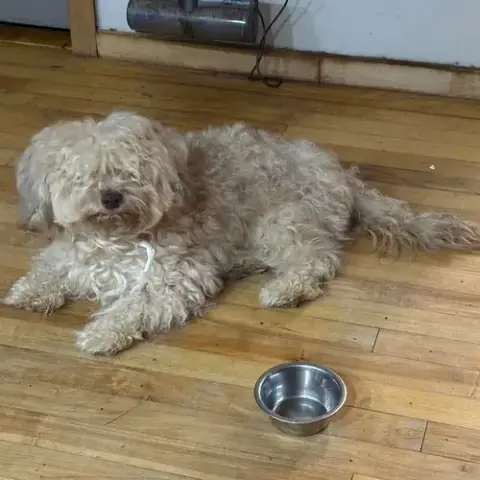 Alfie photo 4