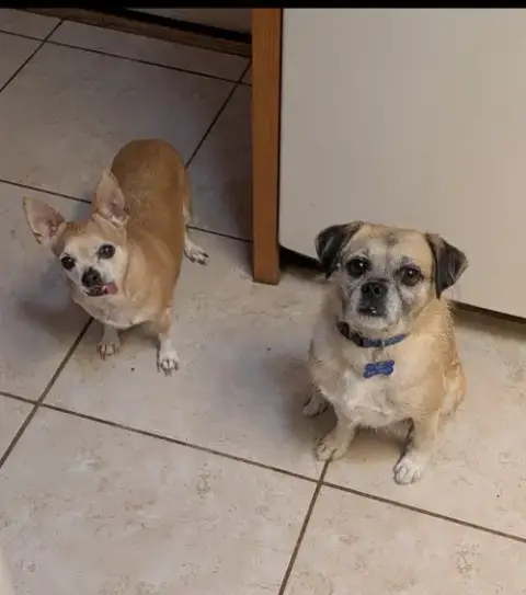 Courtesy Posting Pugslee