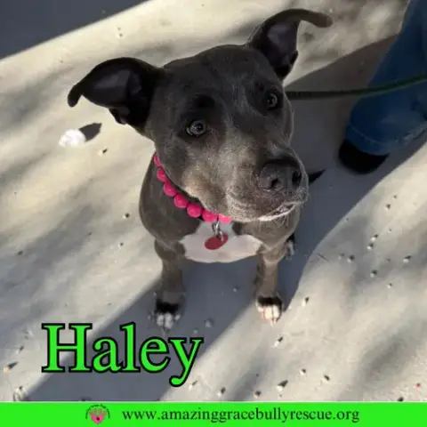 Haley photo 4