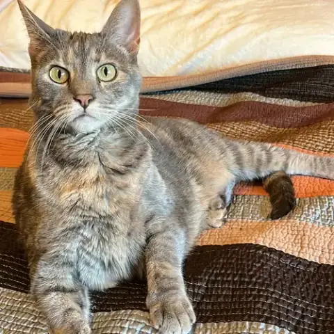 Kami