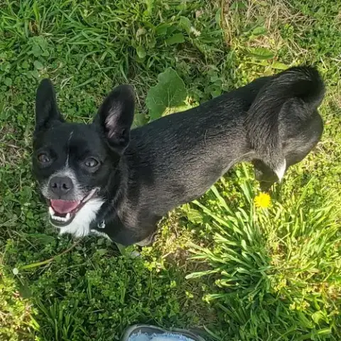Pepper