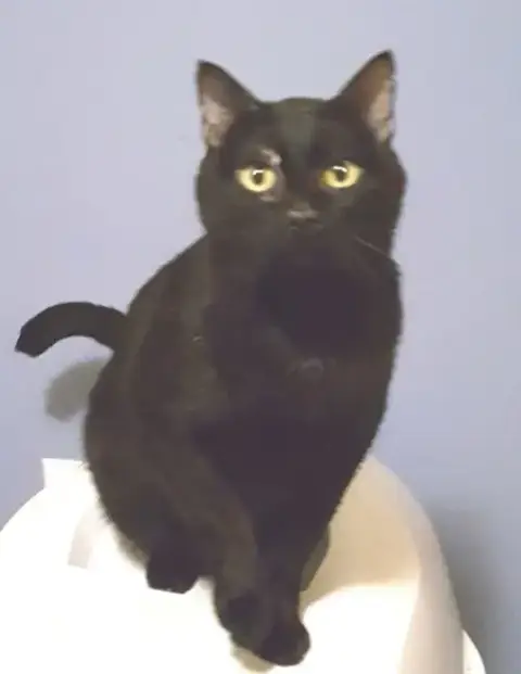 Blushy Panther photo 4