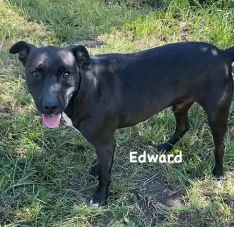 Edward photo 3