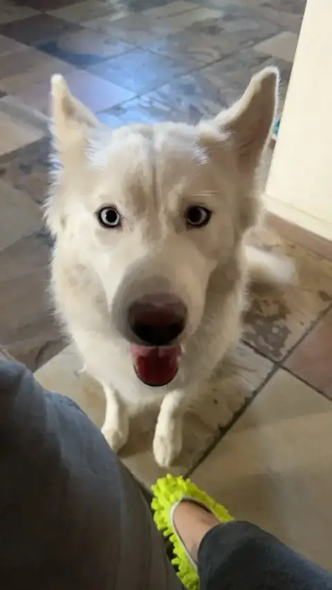Suki #4